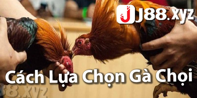 Cách lựa chọn gà chọi